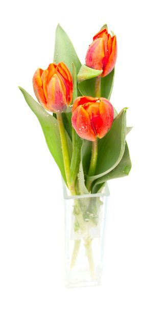 Tulips - Φωτογραφία, εικόνα