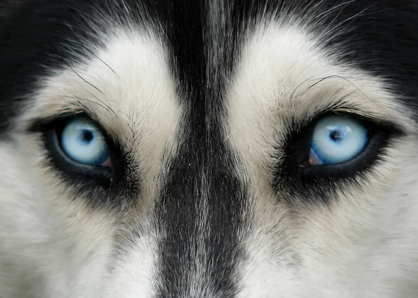 Perro ojos azules
 - Foto, Imagen