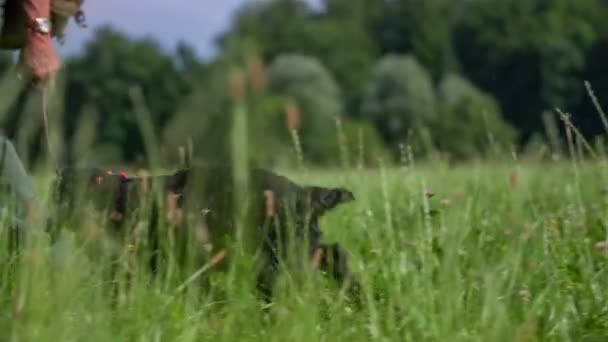 Собака мисливця в nice зеленій галявині - Кадри, відео