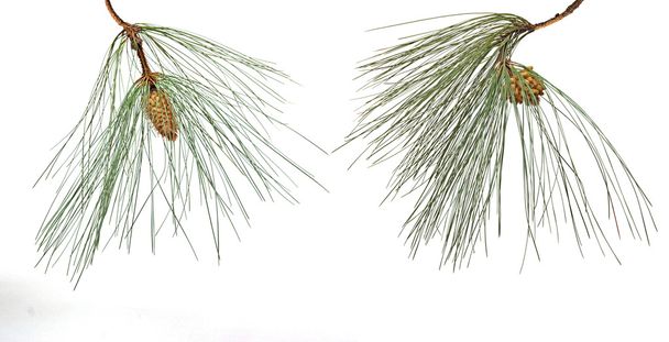 pijnboomtakken met mannelijke en vrouwelijke kegels geïsoleerd op witte backg - Foto, afbeelding