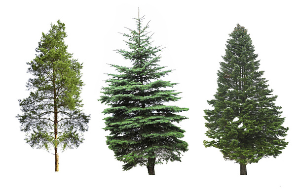 Fir trees isolated - Foto, Imagem