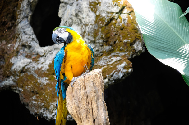 Cute blue and gold macaw in tropical forest - Photo, Image