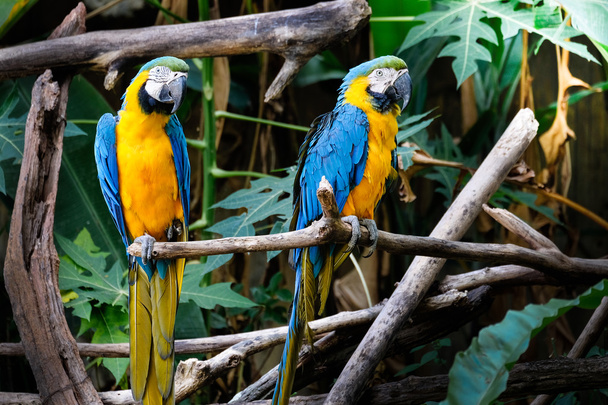 Cute blue and gold macaw in tropical forest - Photo, Image
