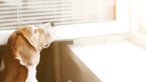 Beagle se extiende a la ventana abierta - Metraje, vídeo