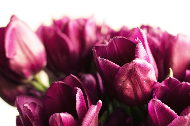 Bouquet of purple tulips - Foto, Imagen