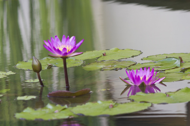 Water-lilies in a pond - Фото, изображение