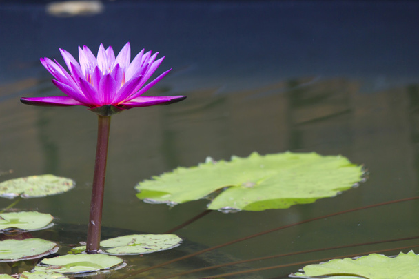 Water-lilies in a pond - Фото, изображение