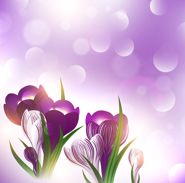 Crocus fleur
 - Vecteur, image