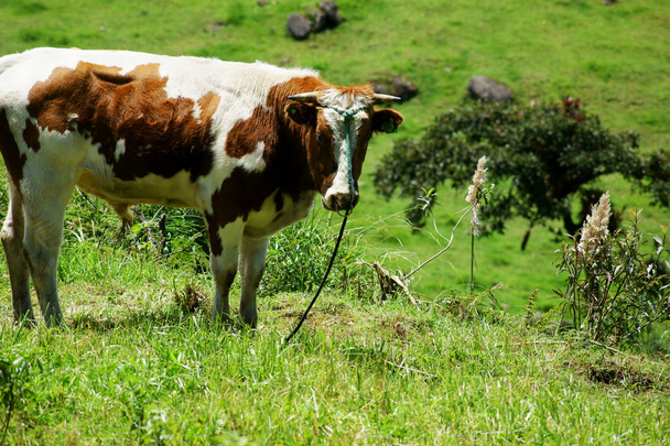 Pascoli di mucca in Ecuador
 - Foto, immagini