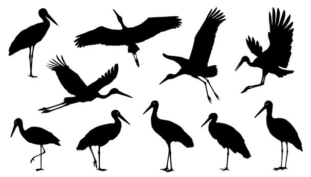 various stork silhouettes - Vector, Image