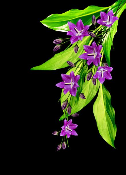 flor de sino isolada no fundo preto - Foto, Imagem