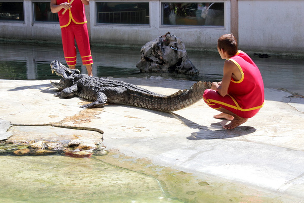 krokodýl - Fotografie, Obrázek
