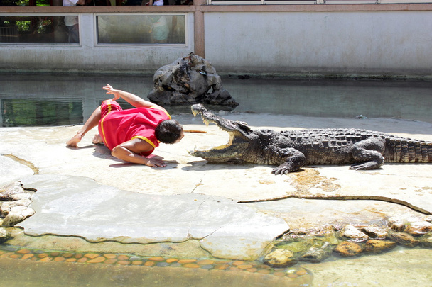 krokodil - Fotó, kép