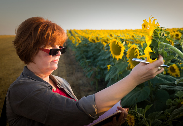 agronomist in sunflower field - Photo, Image