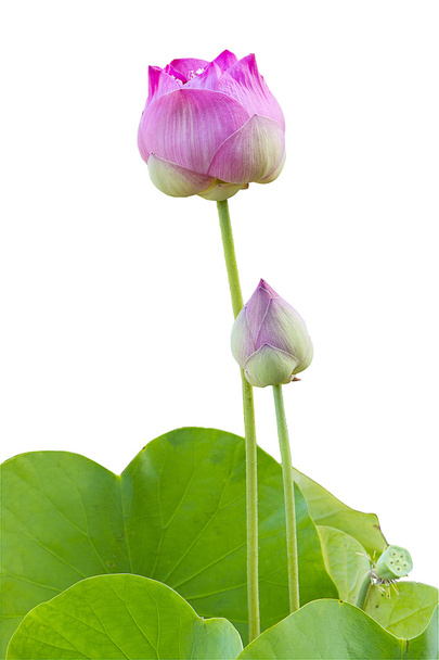 Pink lotus - Photo, Image