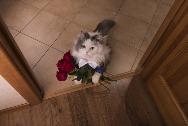 gato trajo rosas como regalo a su mamá
 - Foto, imagen