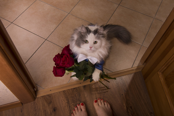 annesi için bir hediye olarak gül getirdi kedi - Fotoğraf, Görsel