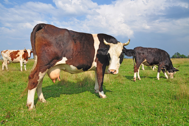 Lehmät kesälaitumella - Valokuva, kuva