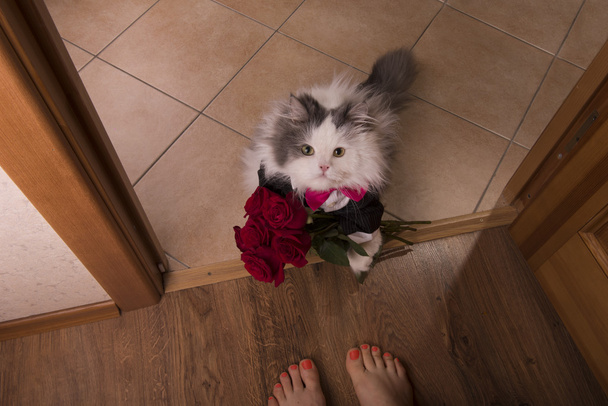 gato trouxe rosas como um presente para sua mãe
 - Foto, Imagem
