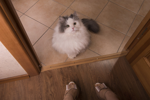 Evsiz kabarık kedi eve gitmek istiyor - Fotoğraf, Görsel