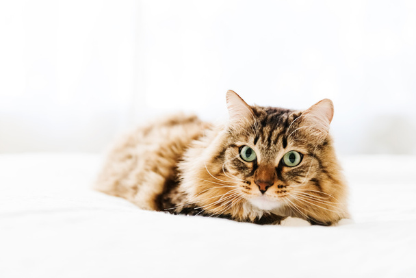 šedá kočka ležící na posteli - Fotografie, Obrázek