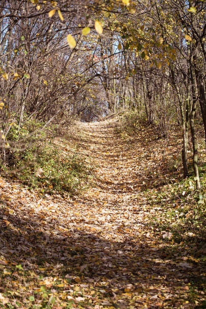 Kävelypolku metsässä syksyllä
.  - Valokuva, kuva