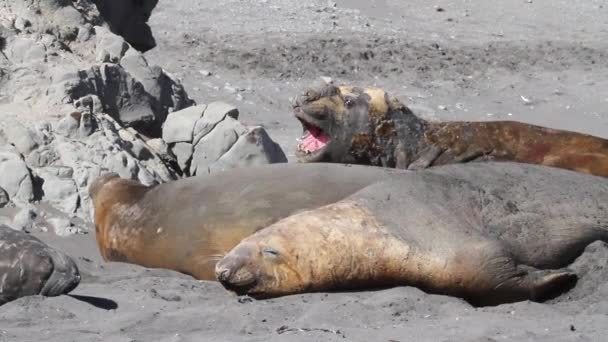 Elephant Seals on the beach - Footage, Video