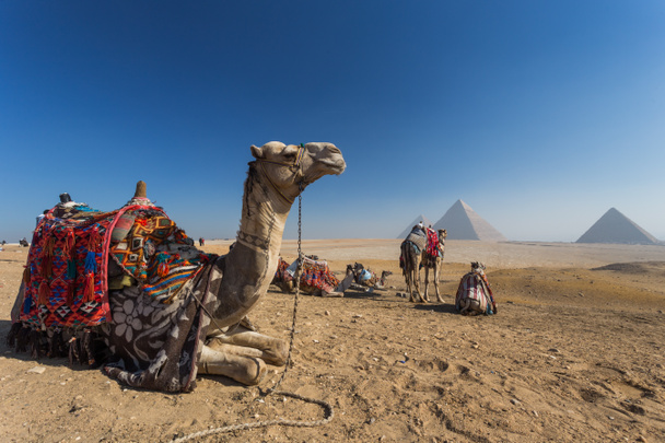 Egitto. Cairo - Giza. Veduta generale delle piramidi dal Giza Plat
 - Foto, immagini