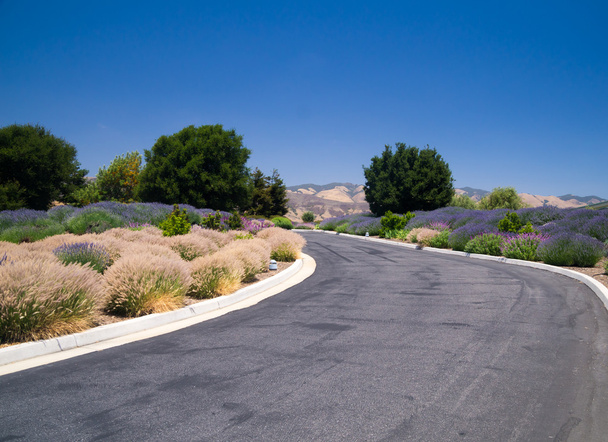 California Desert Landscaping - Photo, Image