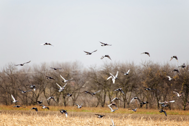 Голуби літати після збирання врожаю та оранка полів - Фото, зображення