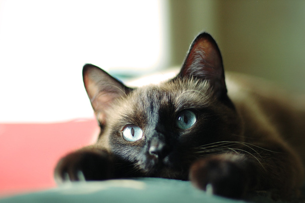 Cerca de gato siamés con ojos azules
 - Foto, Imagen