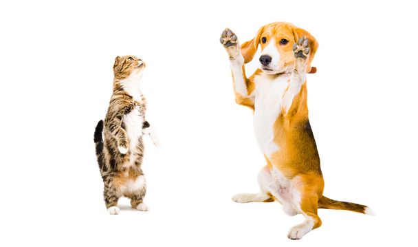 Playful  Beagle dog and cat Scottish fold - Photo, Image