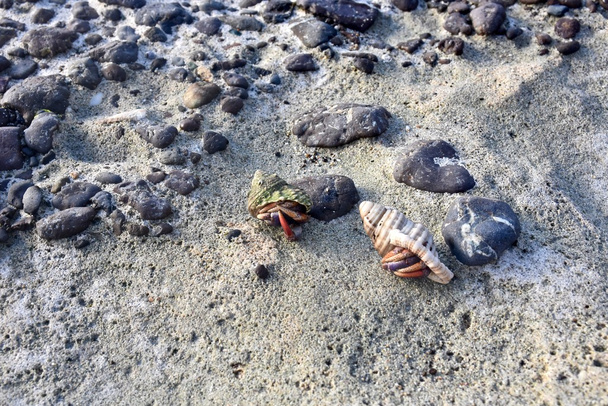 Hermit crabs on a rocky beach - Photo, Image
