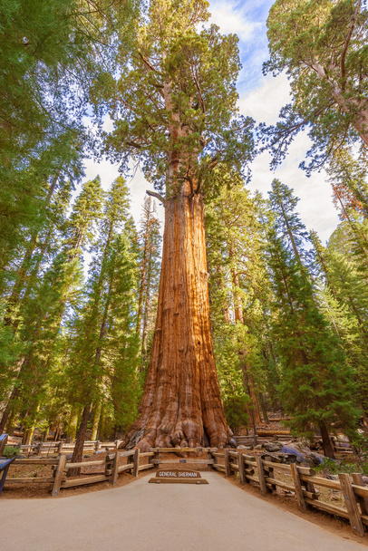 General Sherman Tree no Sequoia National Park, Califórnia EUA - Foto, Imagem