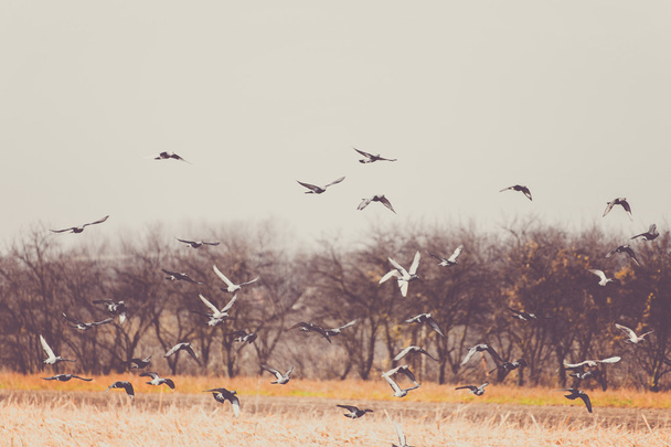 Holubi létají po sklizni a obdělávání polí - Fotografie, Obrázek