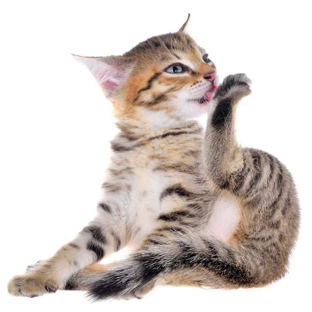 Shorthair brindled gatito boca
 - Foto, imagen
