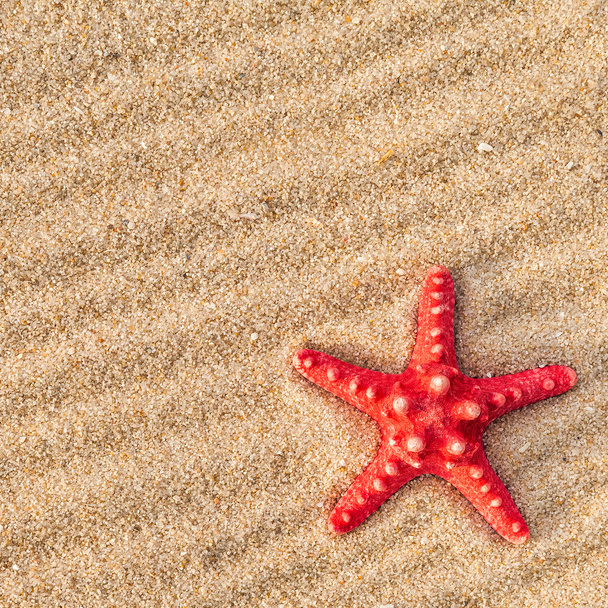 Starfish and shells on a sand beach - Foto, imagen