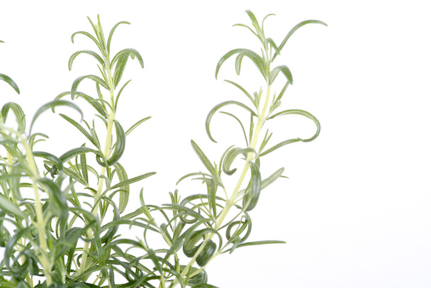 rosemary on a white background - Foto, afbeelding