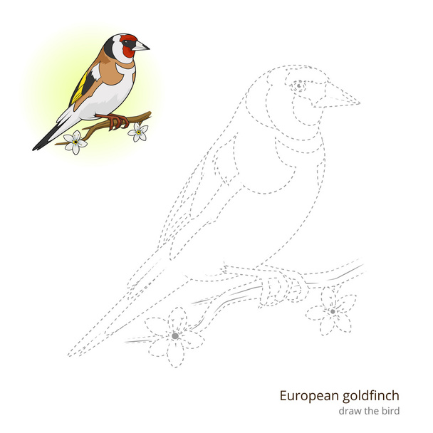 European goldfinch bird learn to draw vector - Διάνυσμα, εικόνα