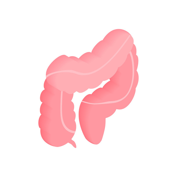 Large intestine isometric 3d icon - Vetor, Imagem