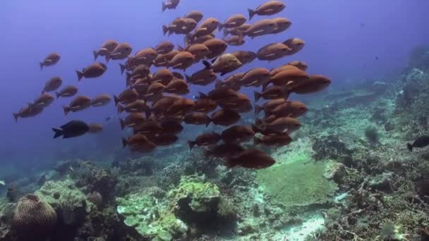 School van blauwe vissen in het schone zee reef. - Video