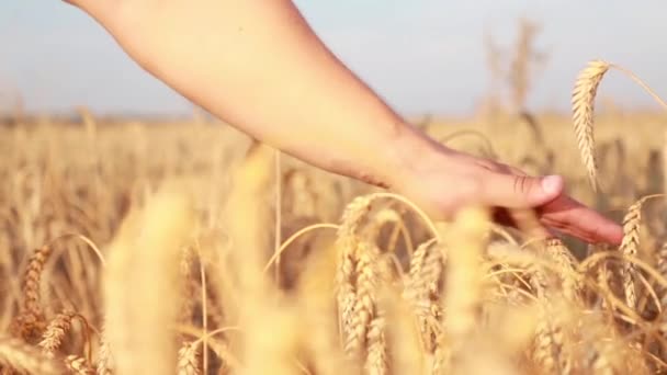Чоловіча рука торкається золотої пшениці
 - Кадри, відео