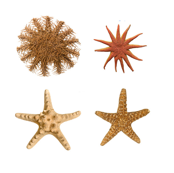 Close up of starfish
 - Фото, изображение