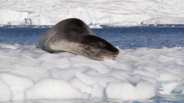 Zeeluipaard op een ijsberg - Video