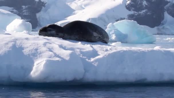Phoque léopard sur un iceberg
 - Séquence, vidéo