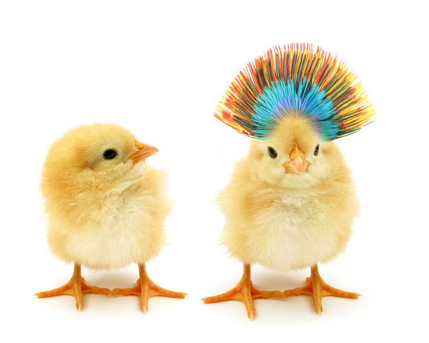 Két csirke egy őrült - Fotó, kép