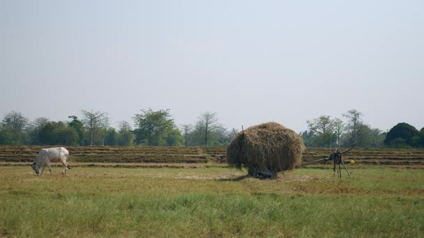 Carrinho sobrecarregado com feno e pasto vaca branca em um campo
 - Filmagem, Vídeo