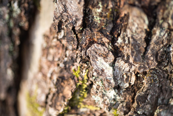 Old Wood Tree Texture Background Pattern - Foto, immagini