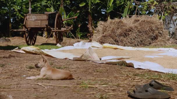 Reissamen sonnengetrocknet auf dem Boden in einem Bauernhof - Filmmaterial, Video