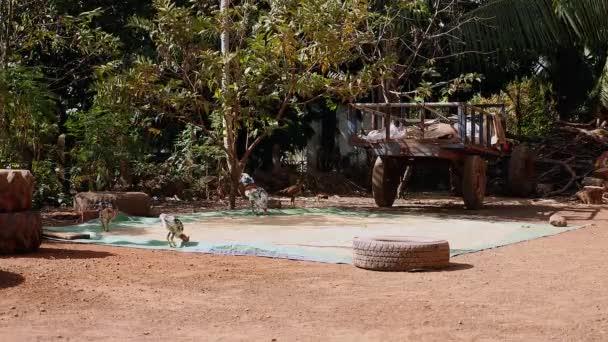 Poultry pecking for rice seeds laid on a ground tarp next to a cart - Footage, Video